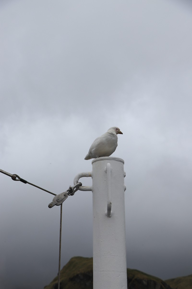 Snowy Sheathbill - ML644818671