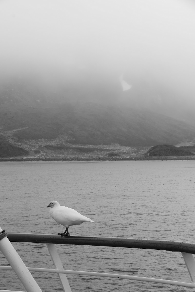 Snowy Sheathbill - ML644818672