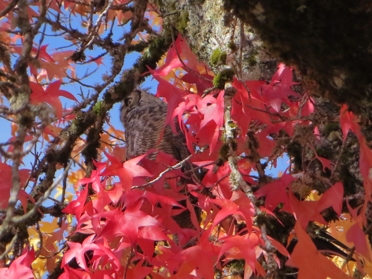 Great Horned Owl - ML644818674