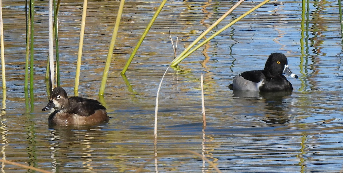 Ring-necked Duck - ML644818677