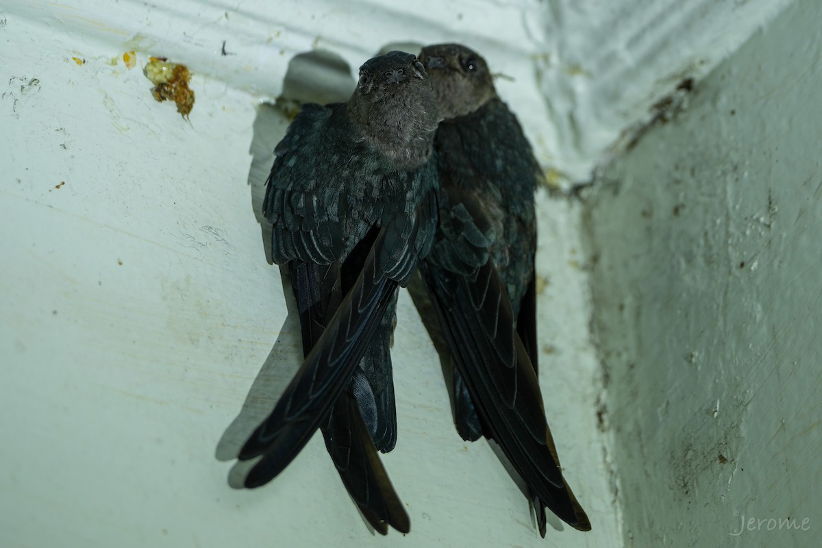 salangana světlebřichá - ML644818691