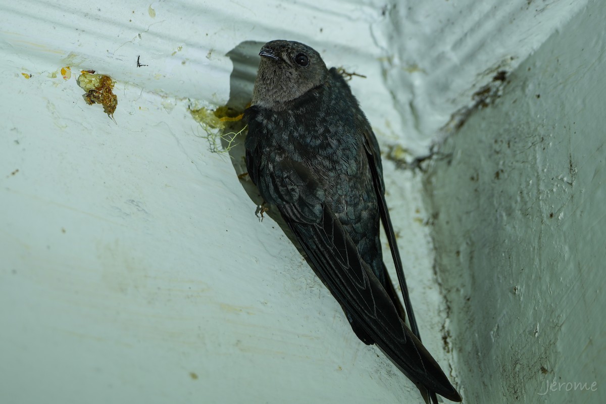 salangana světlebřichá - ML644818692