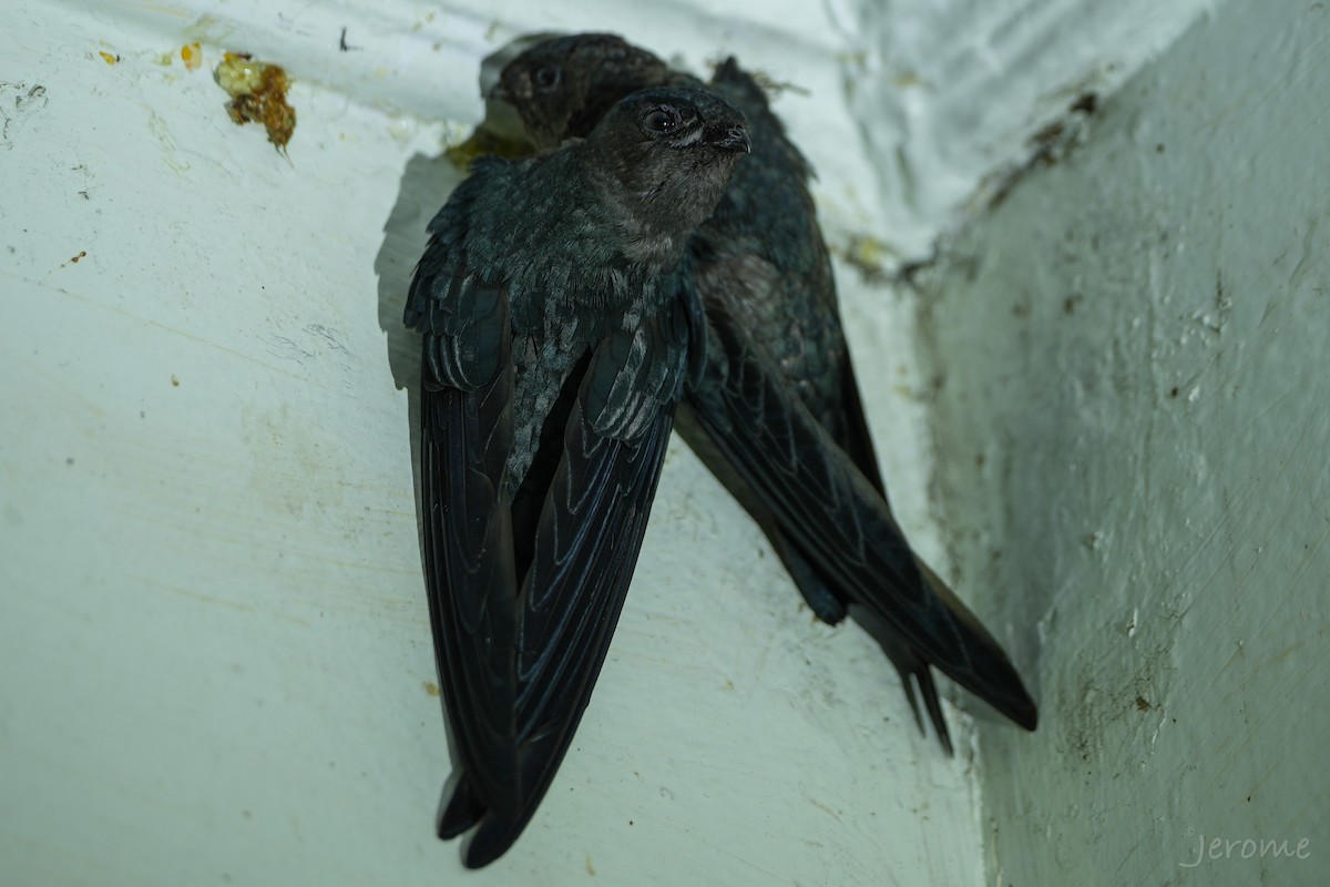 salangana světlebřichá - ML644818693