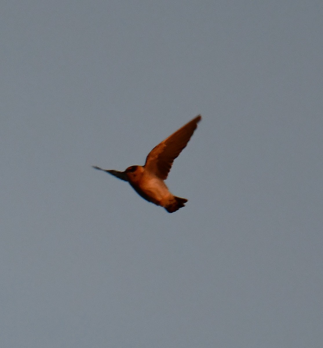 Cave Swallow - ML644818694
