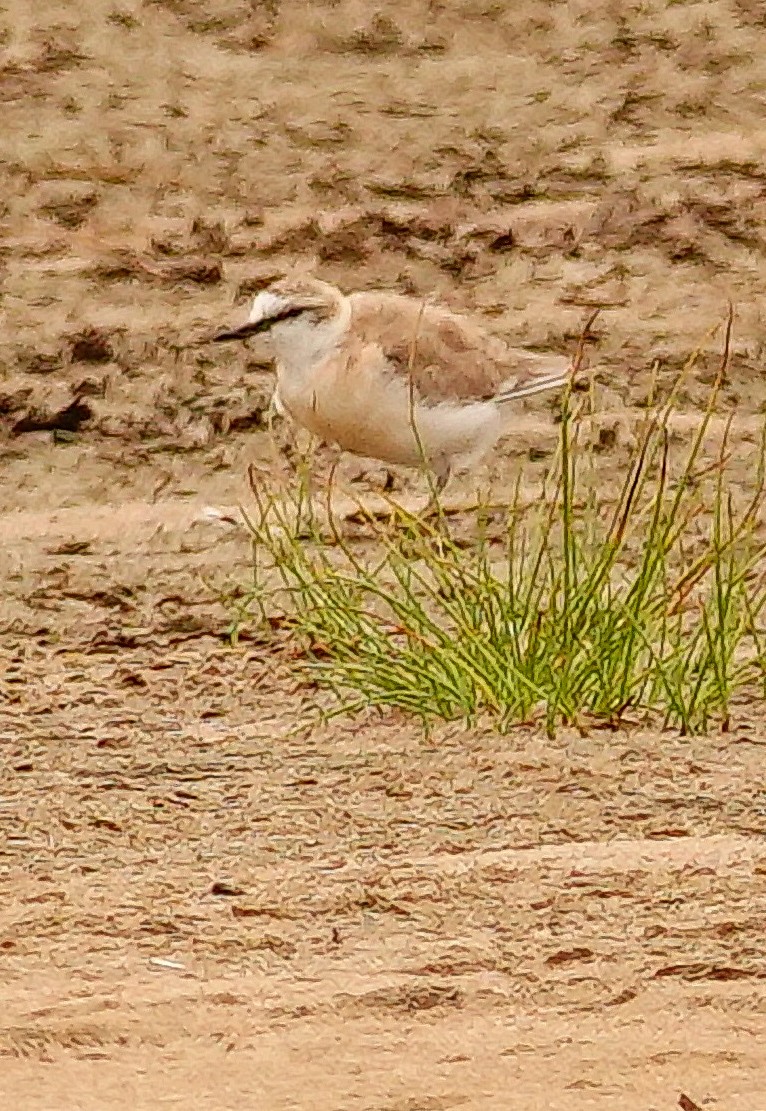 White-fronted Plover - ML644818707