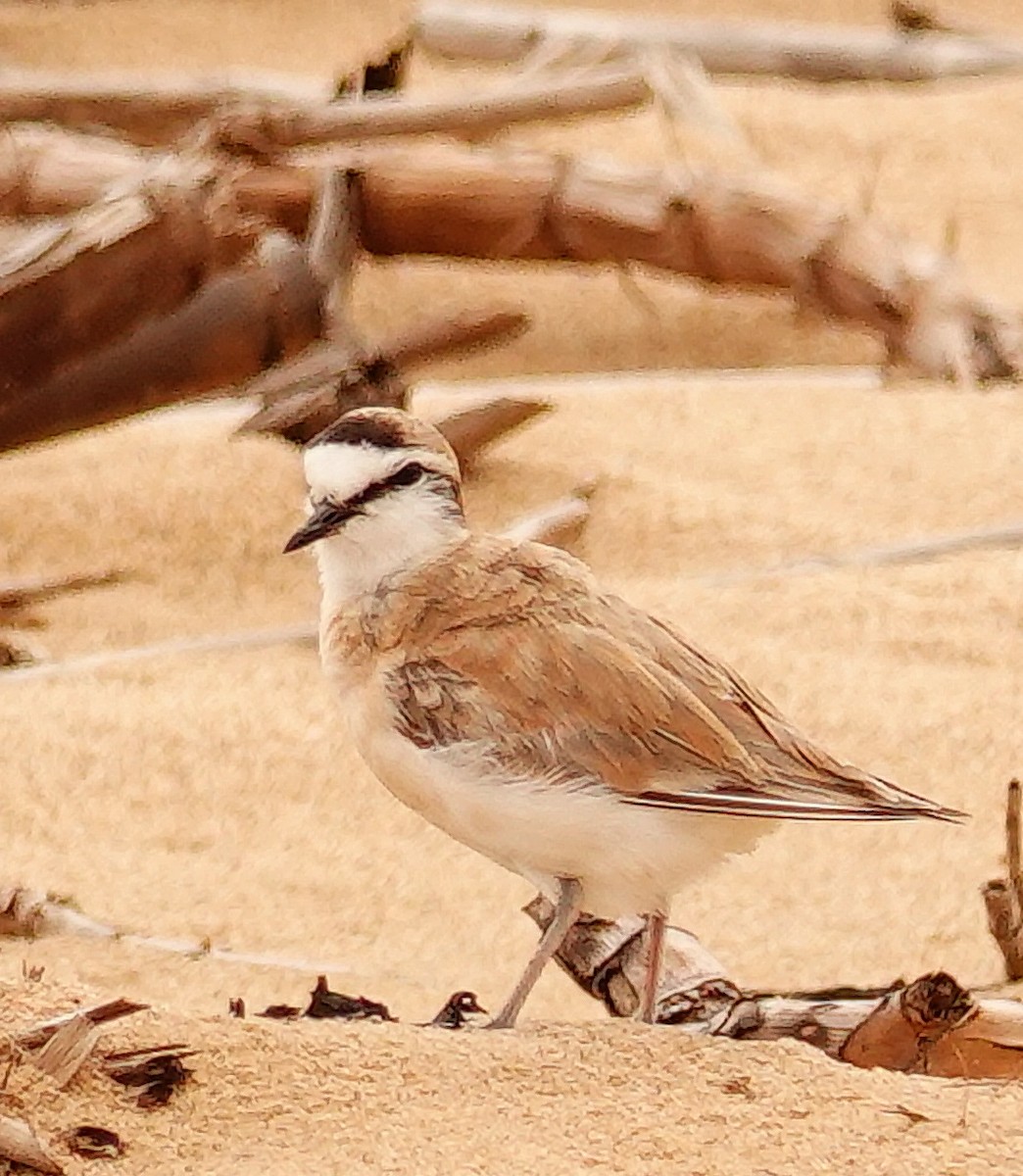 White-fronted Plover - ML644818708