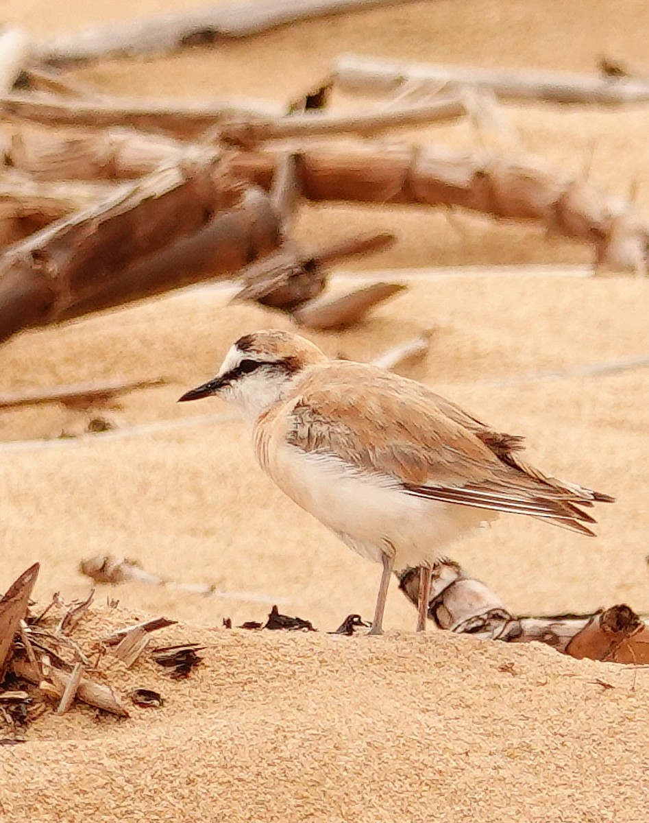 White-fronted Plover - ML644818709