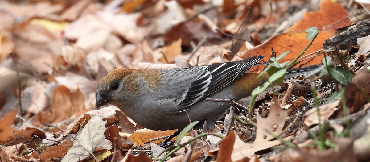 Pine Grosbeak - ML644818710