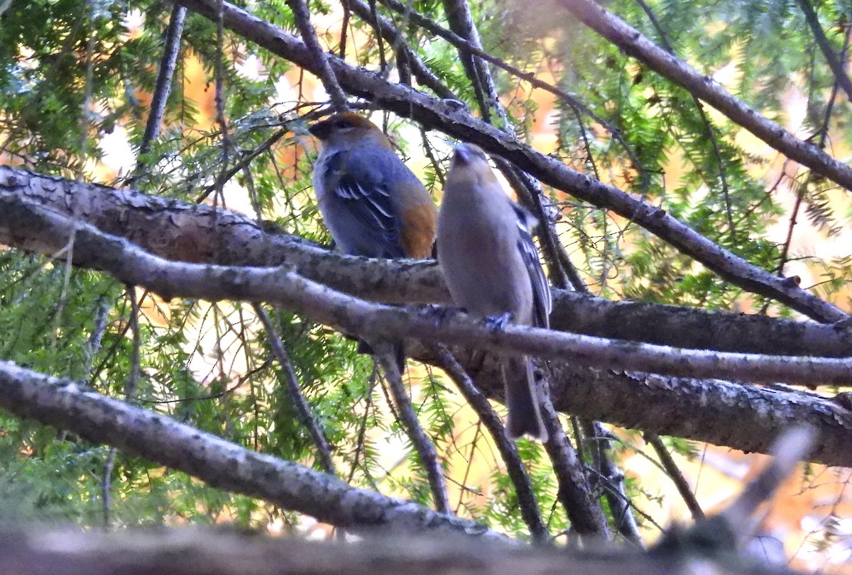Pine Grosbeak - ML644818711