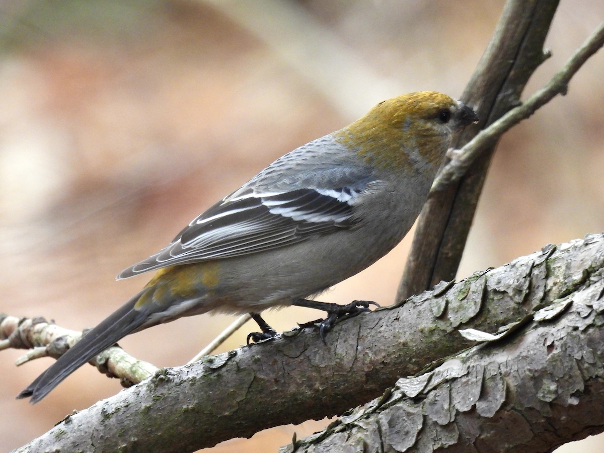 Pine Grosbeak - ML644818712