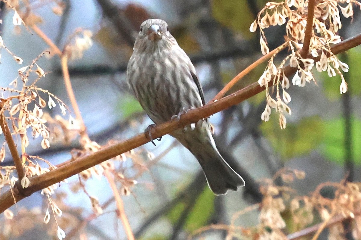 hýl rudoprsý - ML644818739