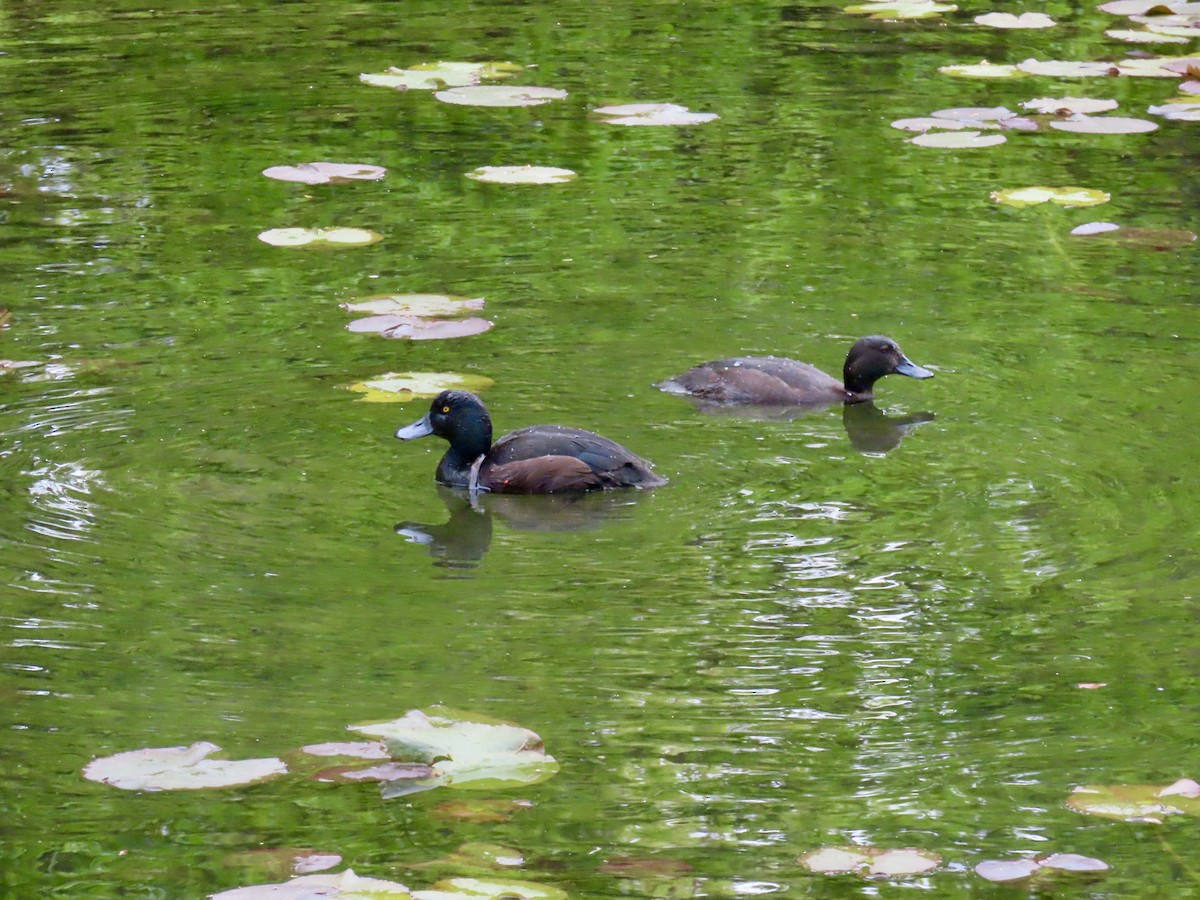 Yeni Zelanda Patkası - ML644818759