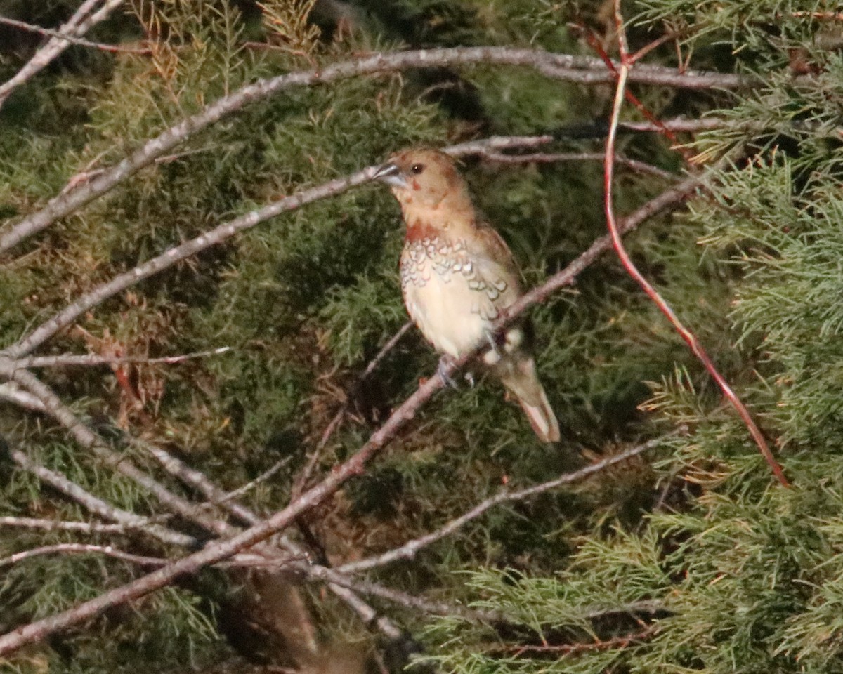 Scaly-breasted Munia - ML644818783