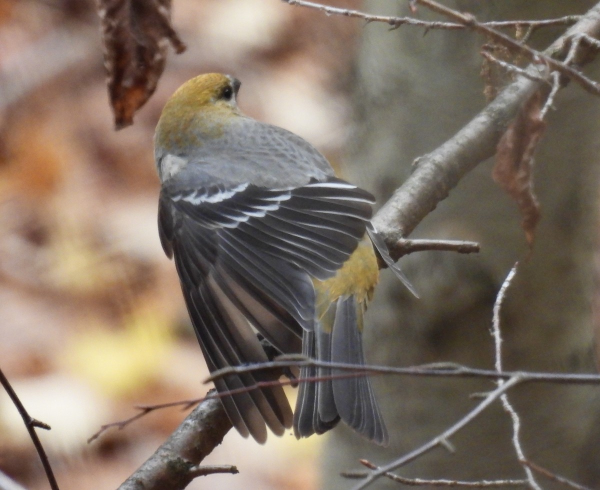 Pine Grosbeak - ML644818800