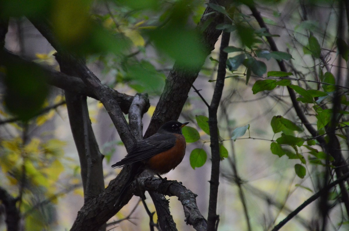 Дрізд мандрівний - ML644818802