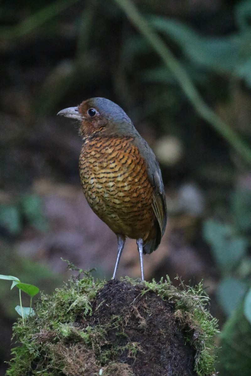Giant Antpitta - ML644818803