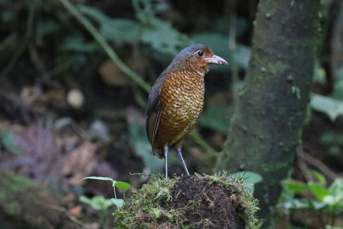 Giant Antpitta - ML644818810