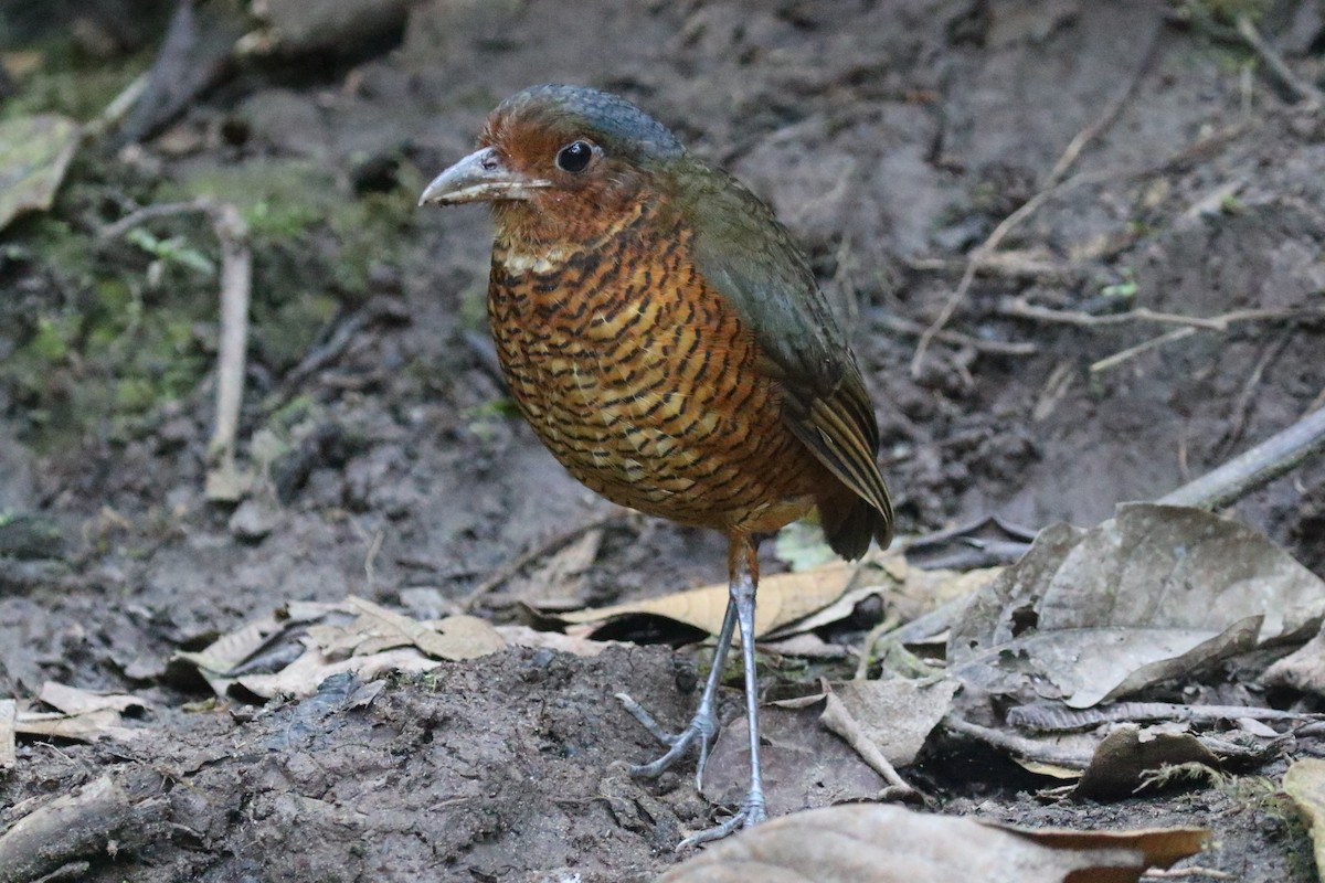 Giant Antpitta - ML644818811