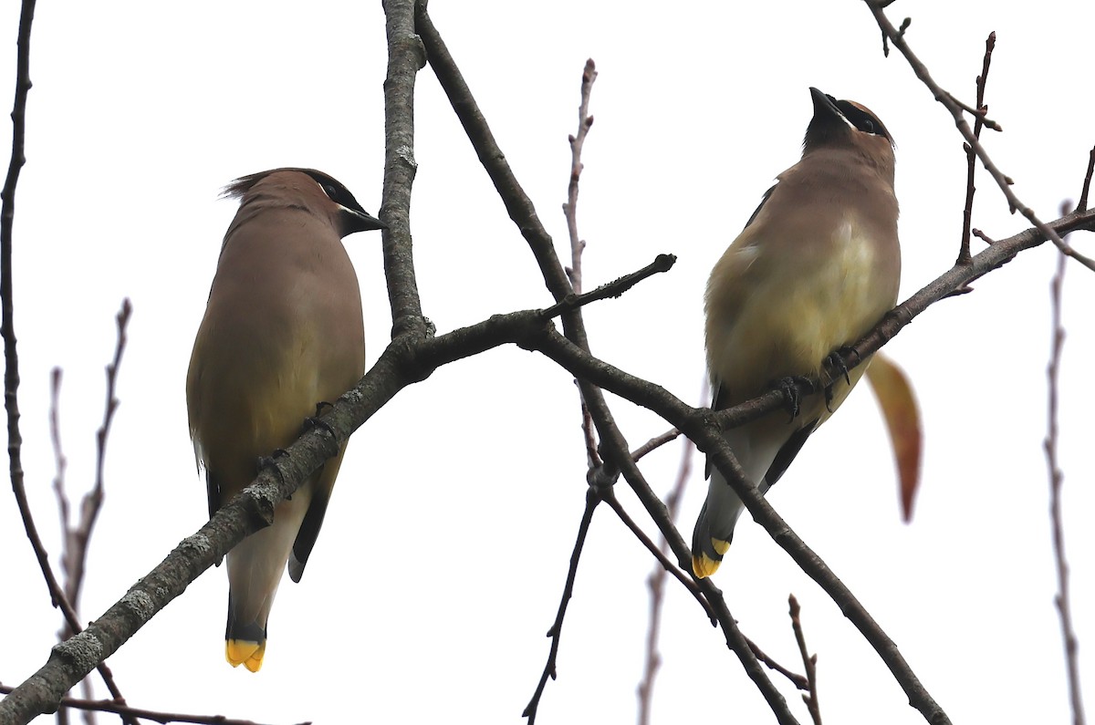 brkoslav americký - ML644818813