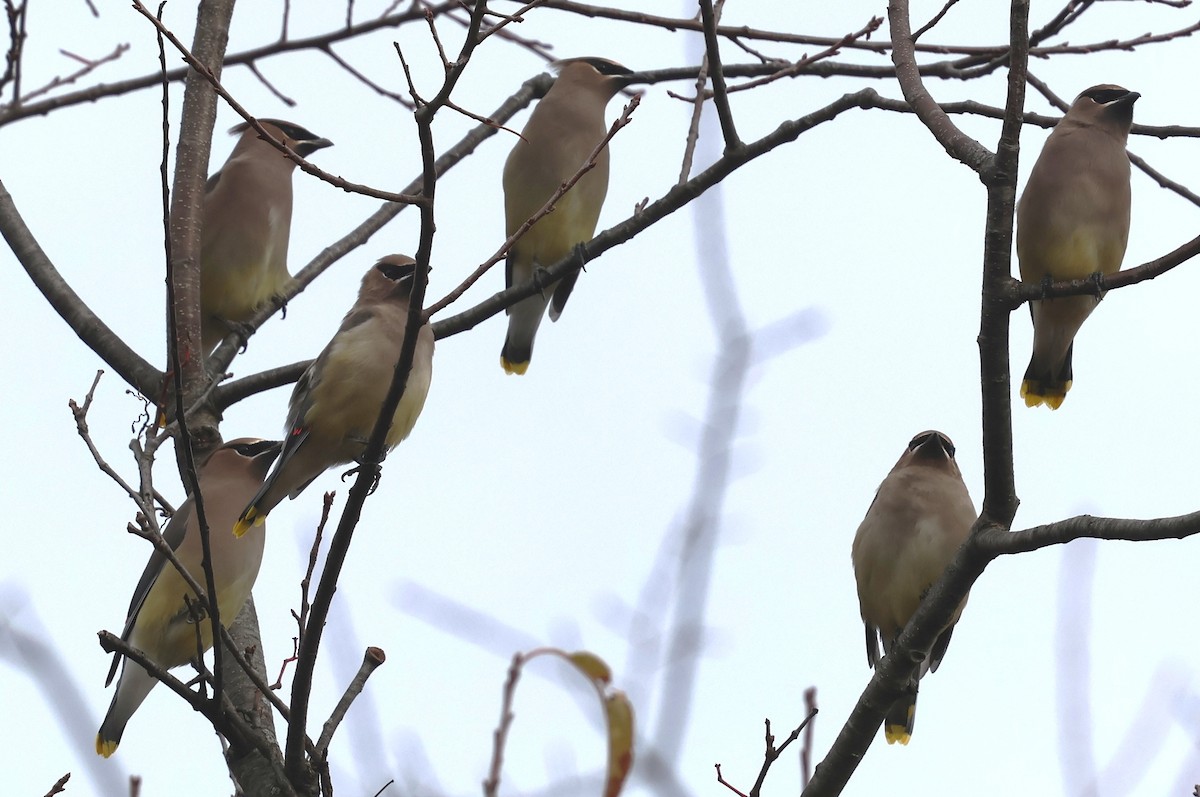 brkoslav americký - ML644818814