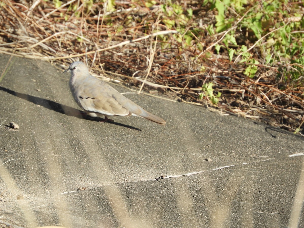 Picui Ground Dove - ML644818819