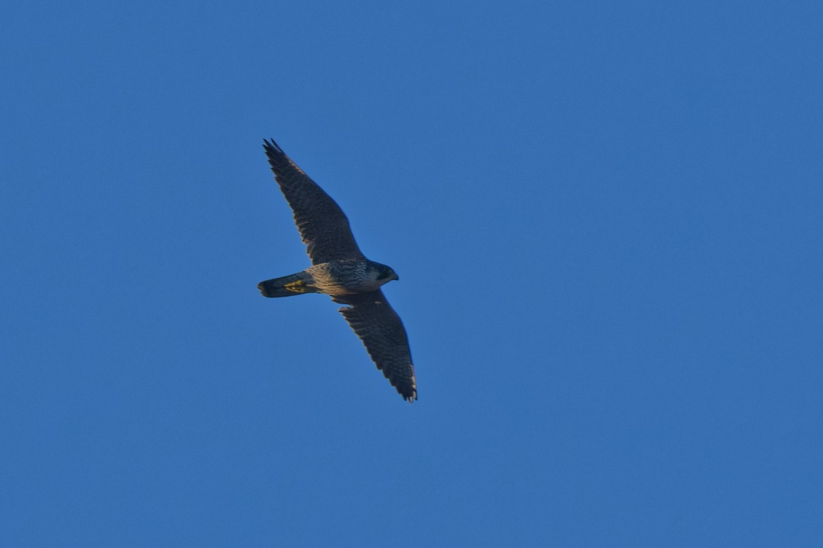Peregrine Falcon - ML644818823