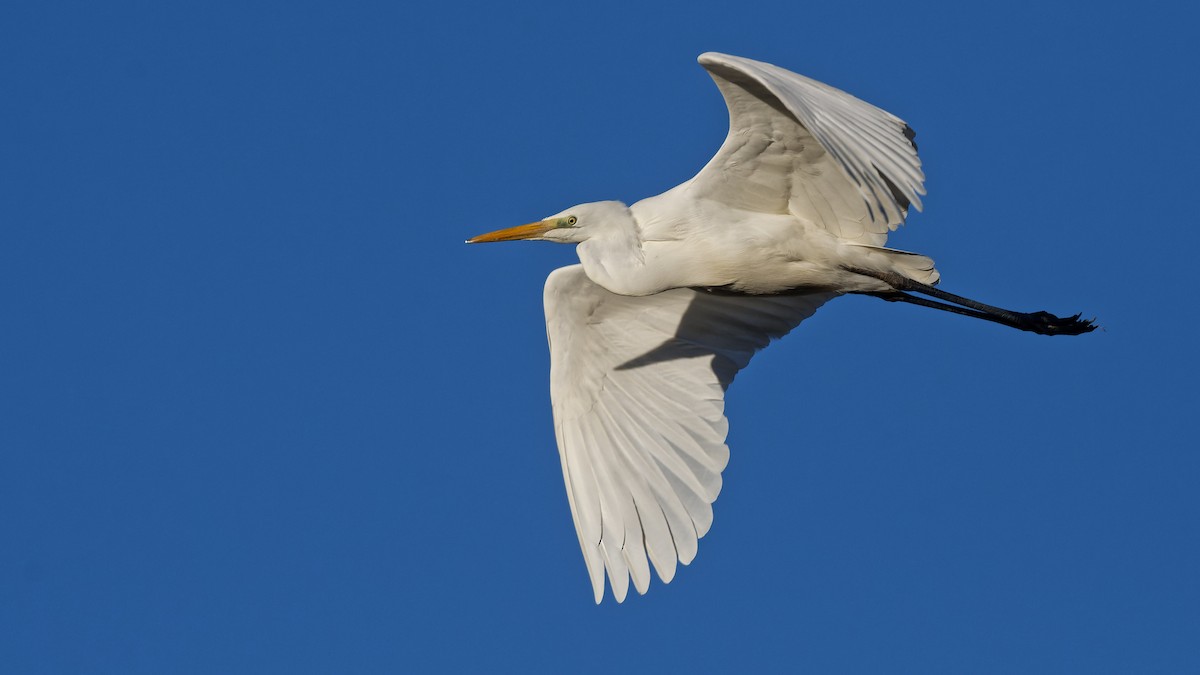 Koartza zuria - ML644818826