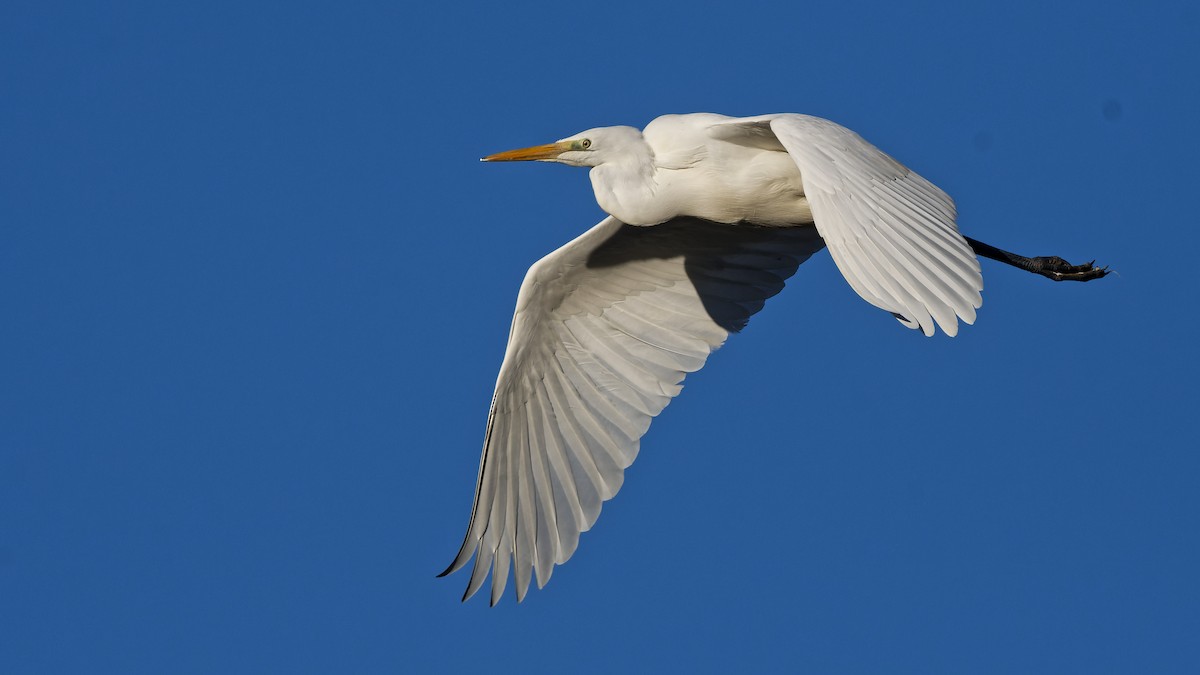 Koartza zuria - ML644818827