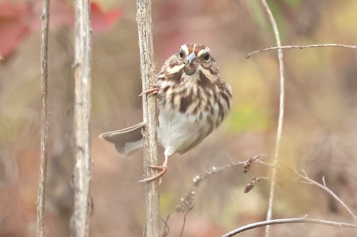 strnadec zpěvný - ML644818831