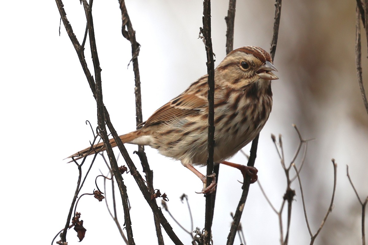 strnadec zpěvný - ML644818832