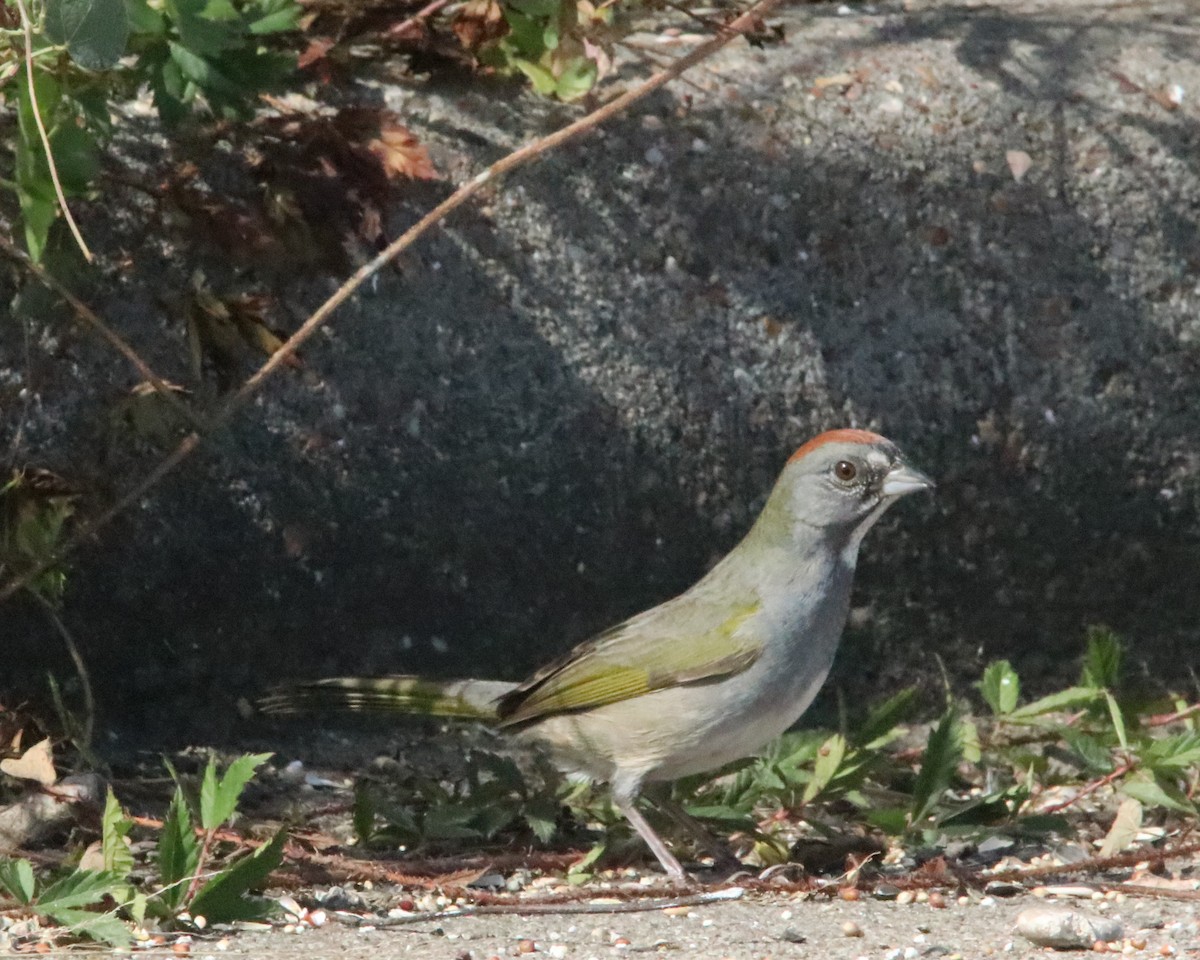 Green-tailed Towhee - ML644818837