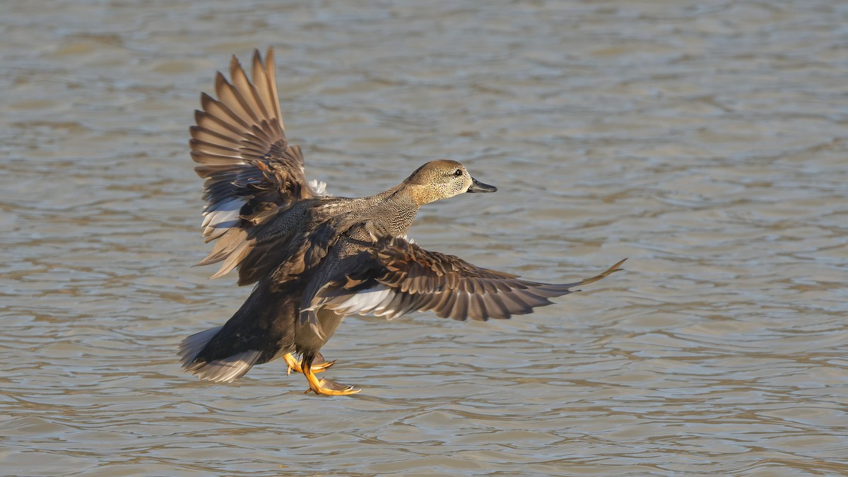 Серая утка - ML644818867