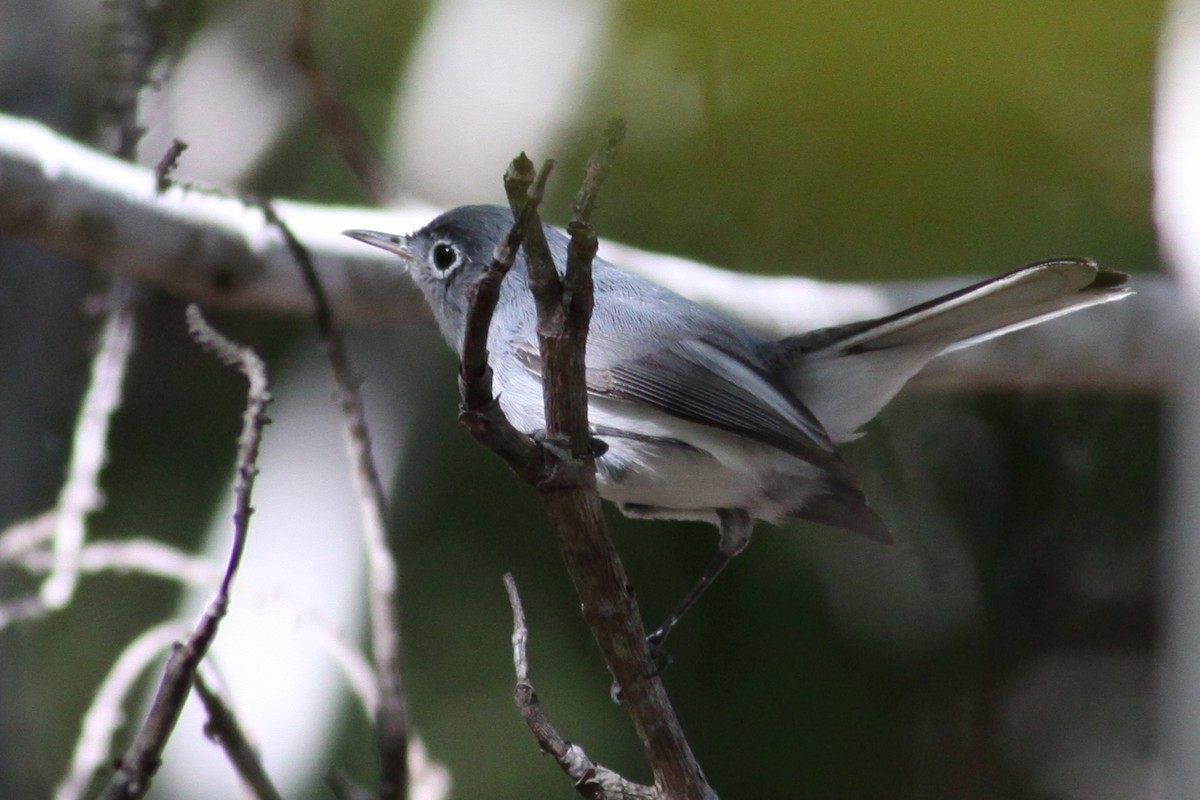 Blue-gray Gnatcatcher - ML644818877