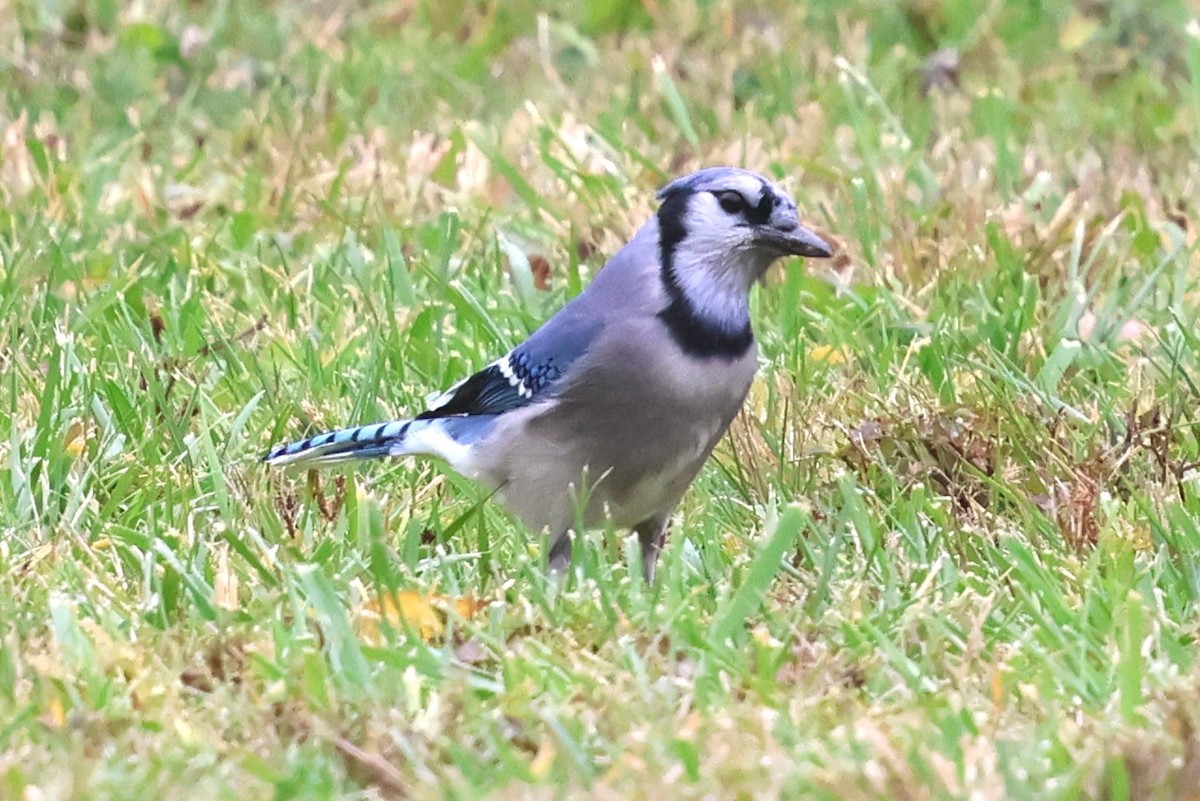 sojka chocholatá - ML644818878