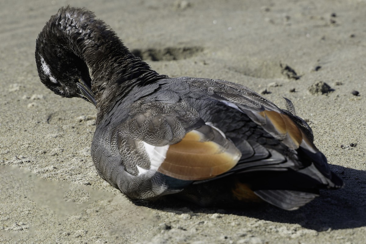 Tarro Maorí - ML644818887