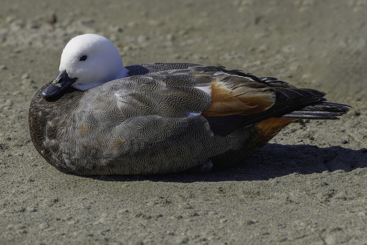 Tarro Maorí - ML644818888