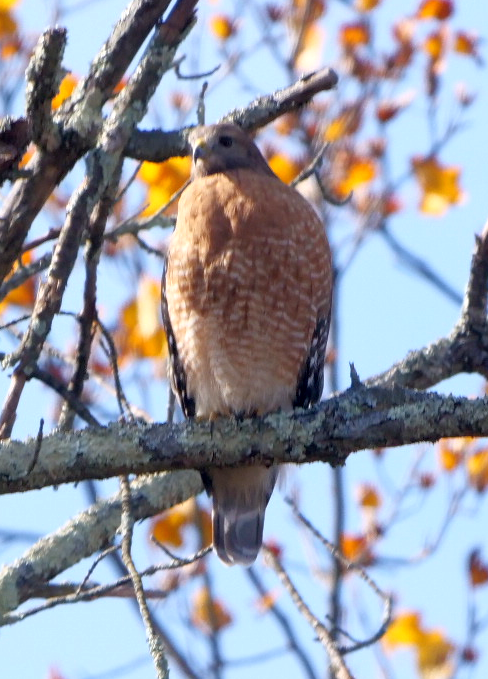 káně páskovaná - ML644818905