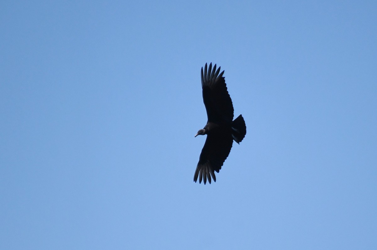 Чёрная катарта - ML644818909