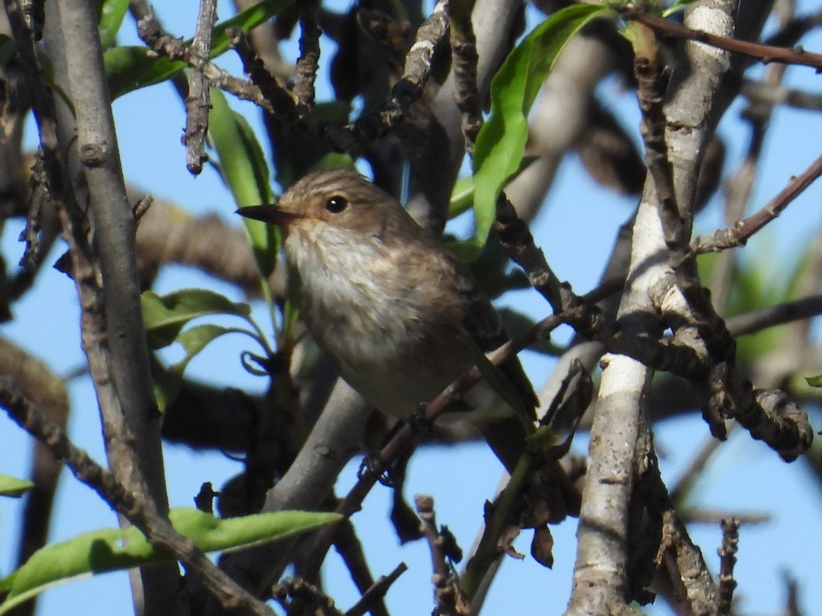 Spotted Flycatcher - ML644818922