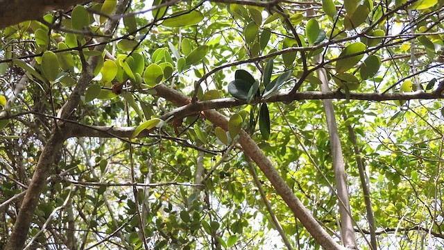 Mangrove Yellow Warbler - ML644818925