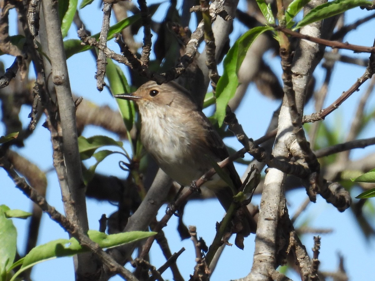 Spotted Flycatcher - ML644818930