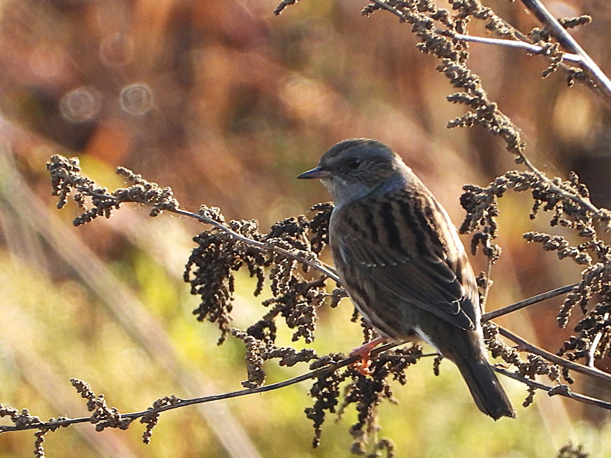 Accenteur mouchet - ML644818931