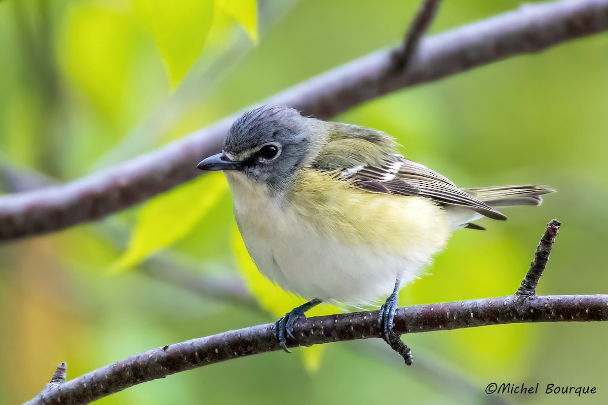 Blue-headed Vireo - ML644818932
