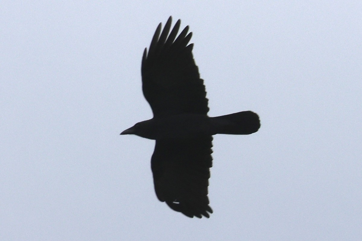 vrána americká - ML644818934