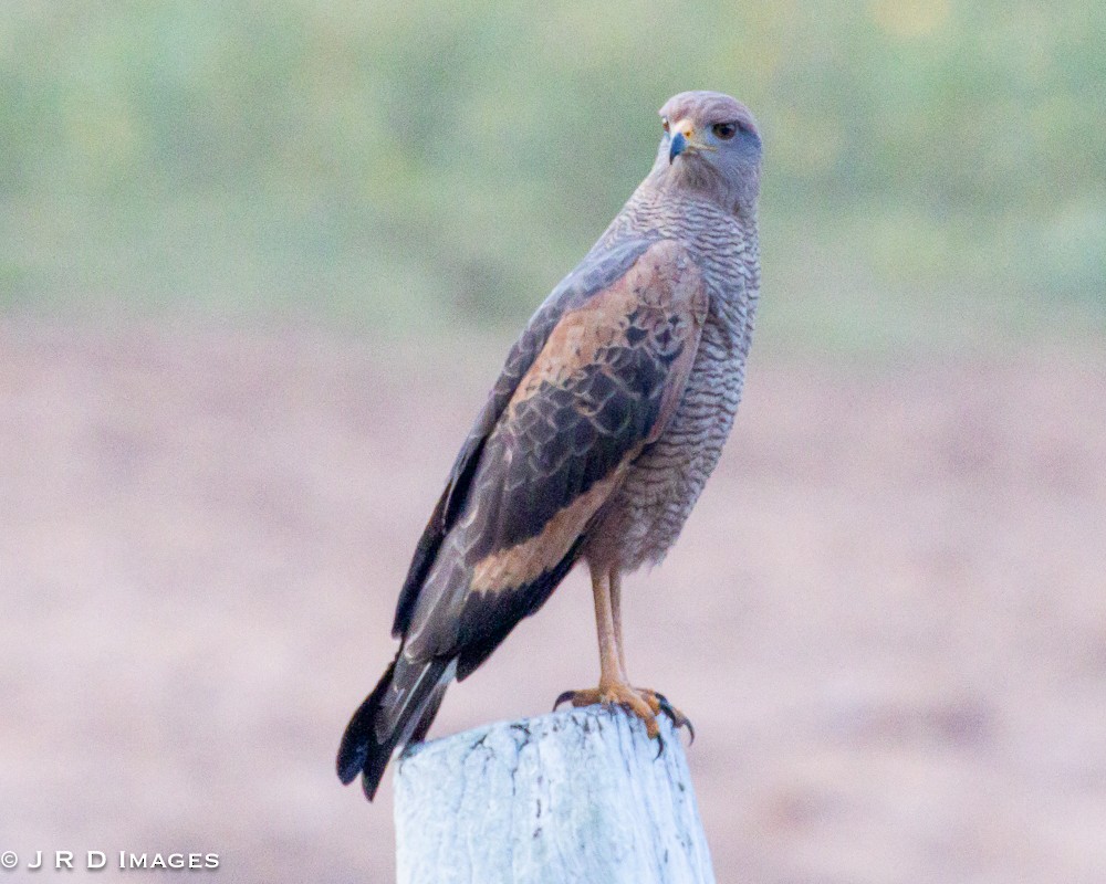 Busardo Sabanero - ML644818942