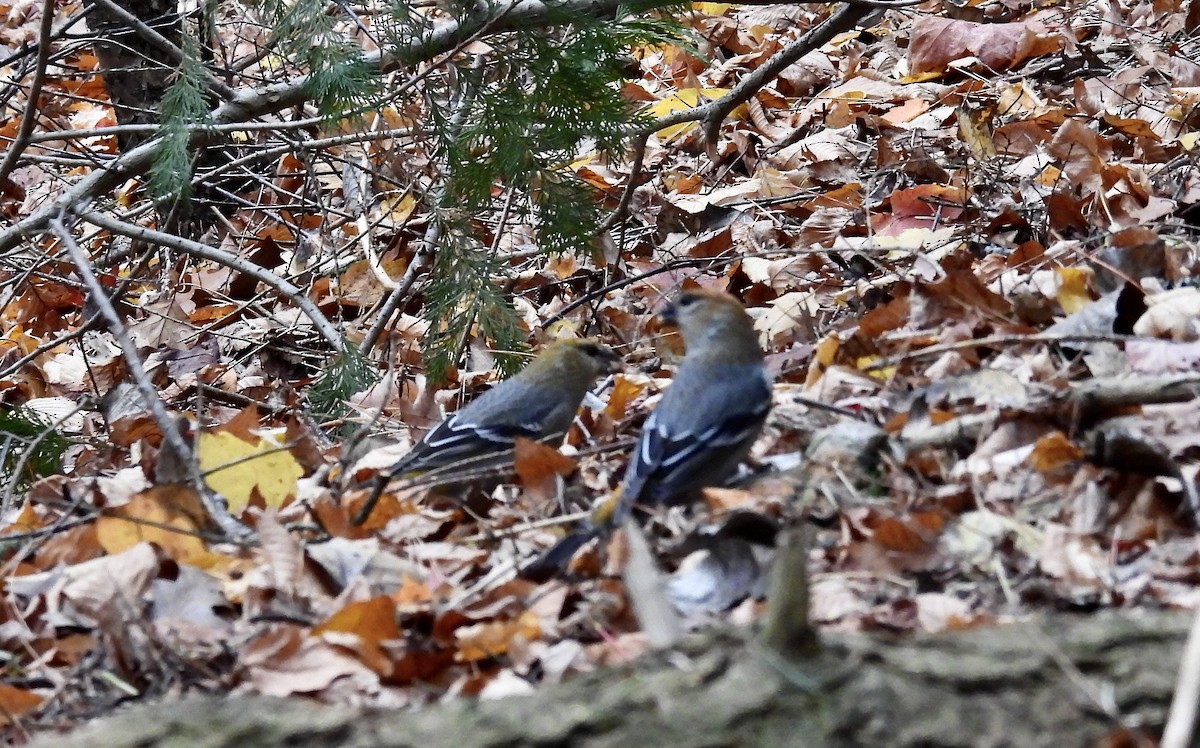 Pine Grosbeak - ML644818957