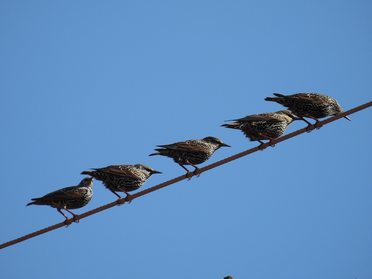 European Starling - ML644818963