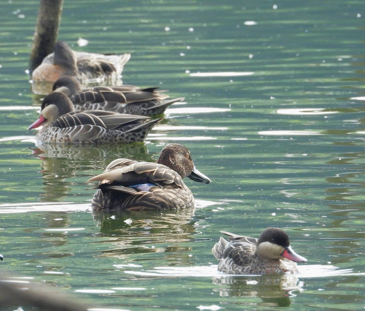 Meller's Duck - ML644818980