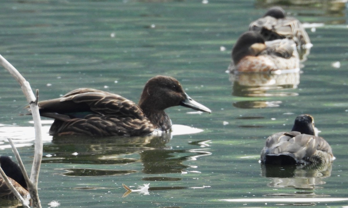 Meller's Duck - ML644818985