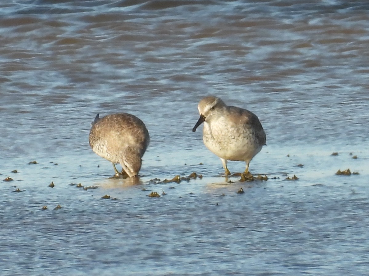Исландский песочник - ML644819003